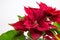 Christmas Star Poinsettia red tree on white