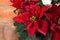 Christmas star red and white poinsettia flowers, Christmas background with copy space, free text