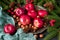 Christmas still life with apples