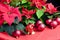 Christmas still life with Poinsettia