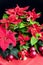 Christmas still life with Poinsettia