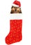 Christmas stocking dog