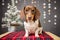 Christmas studio portrait of a dachshund