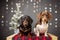 Christmas studio portrait of two dachshunds