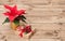 Christmas Symbol. Poinsettia Flower. Gift Box