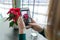 Christmas symbol red poinsettia christmas flower in flowerpot. Female hand photographing flower on the phone, focus on screen