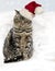 Christmas Tabby Cat