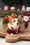 Christmas themed pets, pets in Christmas clothes, festive theme, close-up