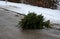 After Christmas, there are plenty of Christmas trees on the streets and in garbage cans. Before being taken to the incinerator to