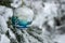 Christmas toy, Christmas blue ball under the snow on a branch of fir on the left. Real winter in the garden.
