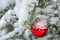 Christmas toy, Christmas red ball under the snow ona branch of fir on the right. Real winter in the garden.