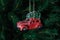 Christmas toy red car on a New Year tree. Christmas composition