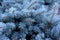Christmas-tree background. Blue spruce branches, representative of the genus Spruce from the Pine family.