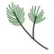 Christmas Tree branch. Spruce twig, conifer plant with green needles, wood cone.