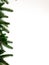 Christmas tree branches border on a white background, empty space and free space for text, insert