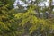 Christmas tree branches in the forest close up in early spring. Fir green branches with dripping drops. Spring drops