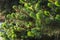 Christmas tree branches with young gently green and soft needles