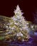 Christmas Tree; Christmas Time; Winterurlaub in der Schweiz 