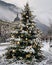 Christmas Tree; Christmas Time; Winterurlaub in der Schweiz