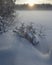 Christmas tree covered in fresh snow in a fabulous winter pine forest after a snowfall against the setting sun