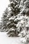 Christmas tree covered with snow in a winter forest. Preparing for the celebration of Christmas and New Year. nature