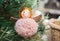 Christmas tree decorated hanging small funny toy angel