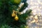 Christmas tree decorated with small golden bells on a shiny rope, round balls. Festive new year christmas decoration background
