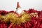 Christmas tree decorations, colorated balls and santa claus isolated in a whte background