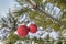Christmas tree decorations, two red ball hanging on a pine branch in the snowy forest.