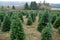 Christmas tree farm