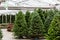 Christmas tree farm