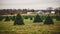 Christmas Tree Farm. Christmas tree cultivation is agricultural occupation which involves growing pine, spruce, and fir trees
