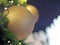 Christmas Tree fir close up decoration with big glitter golden ball has blurred bokeh lightbulb background selective focus.