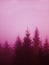 Christmas tree forest in the fog in the mountains in the color of 2023 viva magenta
