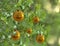 Christmas tree with gold bauble balls decorations