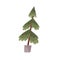 Christmas tree grow in pot. Eco-friendly organic farm fir in planter. Fresh live real firtree for sustainable Xmas and