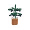 Christmas tree growing in wicker basket. Xmas fir, festive spruce decorated in minimalistic style. Winter holiday plant