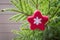 Christmas tree with handmade red felt star as decor. Xmas card. Close up. Copy space. Xmas.