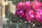 Christmas tree with holiday pink disco balls and lights with copy space on blurred bokeh background in mall. Close up.