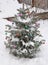 Christmas Tree in the House Garden. Blue Spruce Covered Snow with Colorful Christmas Balls Decoration