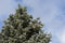 Christmas tree with hundreds of fir cones on branches and blue sky