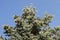 Christmas tree with hundreds of fir cones on branches growing in garden