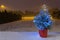Christmas tree illuminated outdoor at snowy night