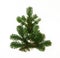 Christmas tree isolated on white. Fir twig Xmas tree shape