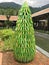 Christmas tree of leaved corns