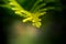 Christmas tree leaves or green pine tree leaves on focus. Concept for green background or wallpaper