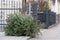 A Christmas tree lies on the street after the holidays. Several residential buildings can be seen, protected by metal fences. The