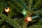 Christmas tree lights on fir tree branches.