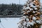 Christmas tree and lights, firs and snow