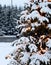 Christmas tree and lights, firs and snow